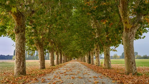 Visioni nei viali del vento