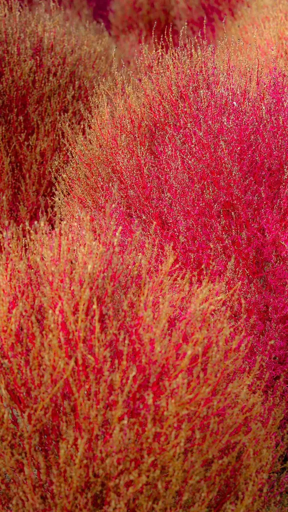 Uma bola de pel&uacute;cia do outono japon&ecirc;s