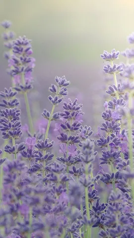 薰衣草田，英国牛津