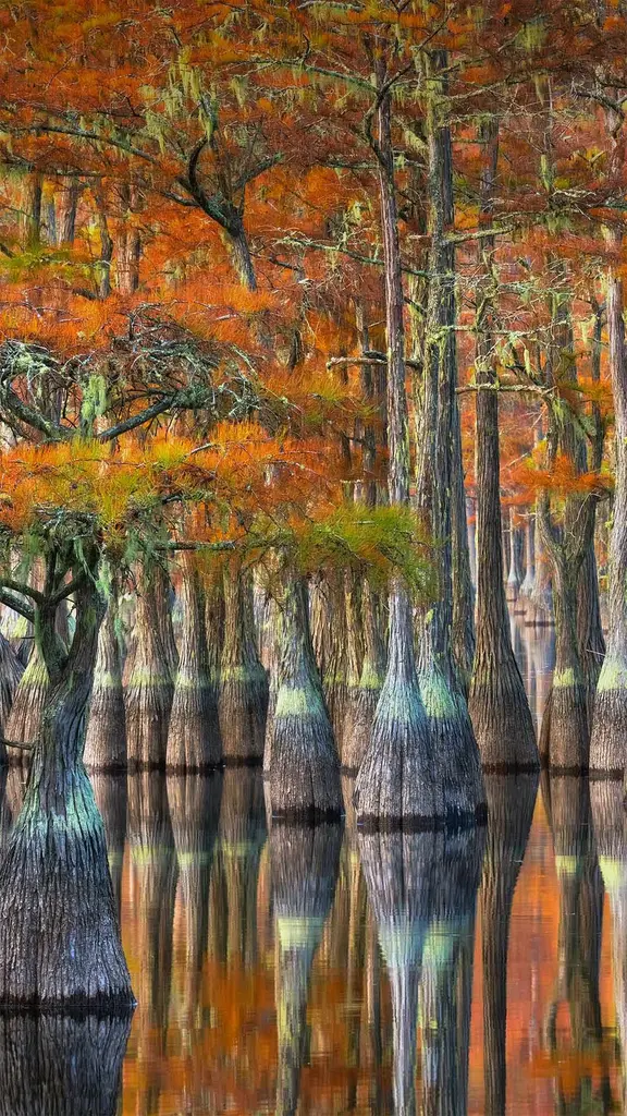 美国南部的别样秋景