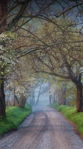霧のかかる渓谷の道