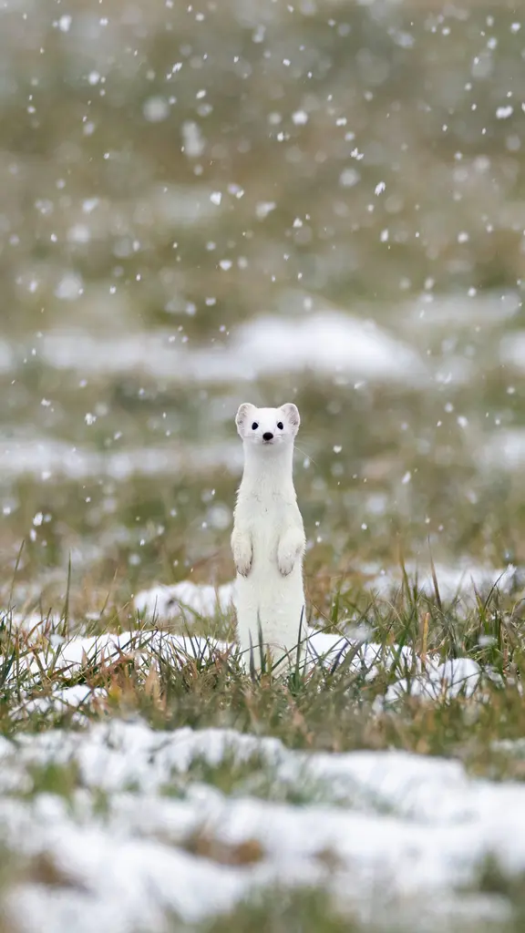软萌雪中小精灵