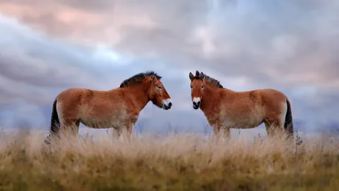 L&rsquo;un des derniers chevaux sauvages