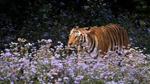 A silent force in India's wilderness