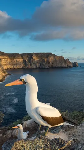 Waiting to 'Gal&aacute;pa-go'