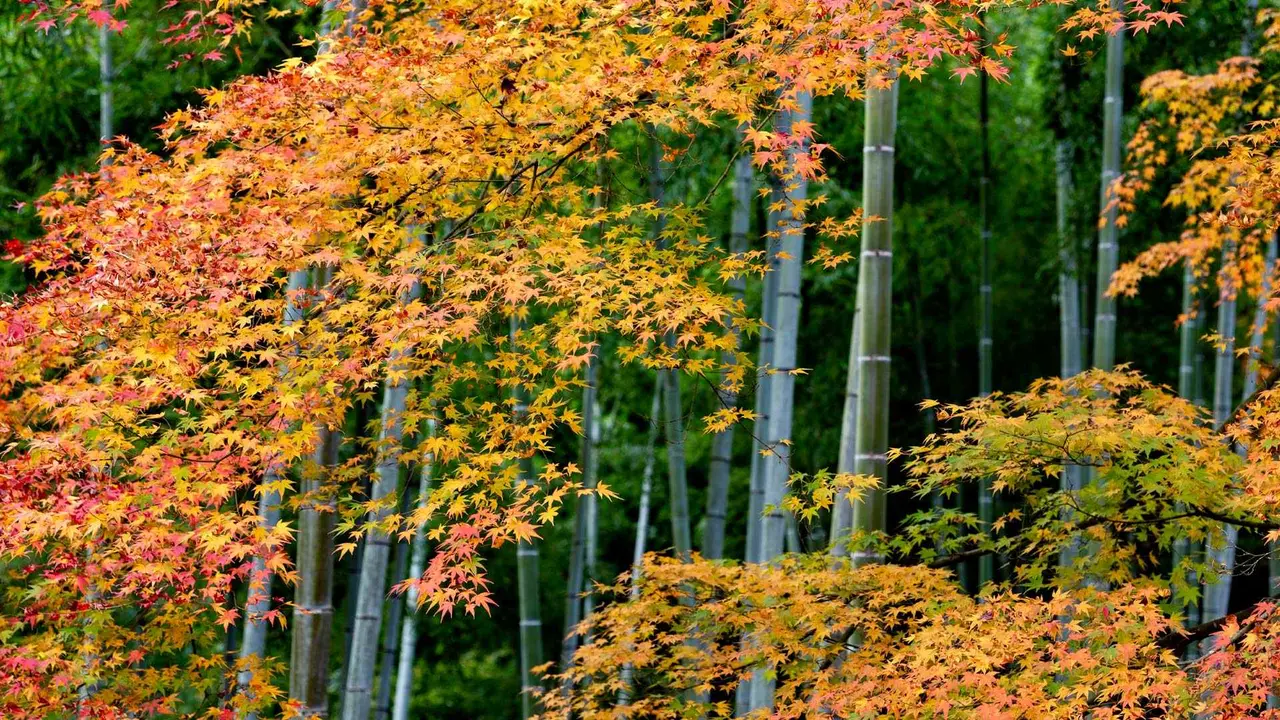 Colourful maple leaves and bamboo forest in Arashiyama, Kyoto, Japan