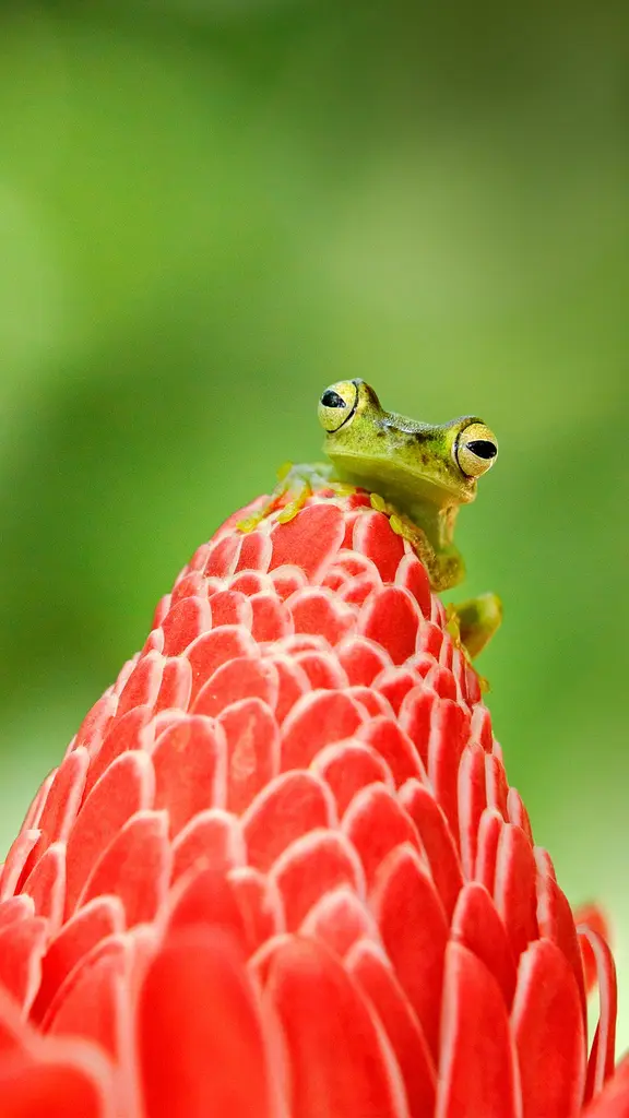 蹦跳迎接国家青蛙月