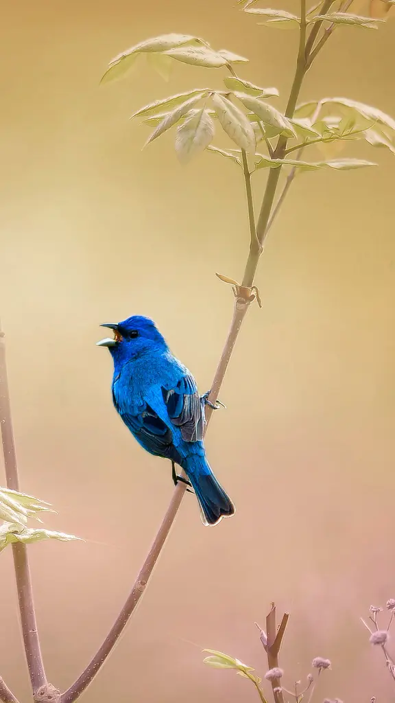 唱一首&ldquo;蓝调&rdquo;