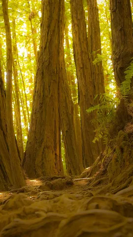 时光在此处茁壮成长