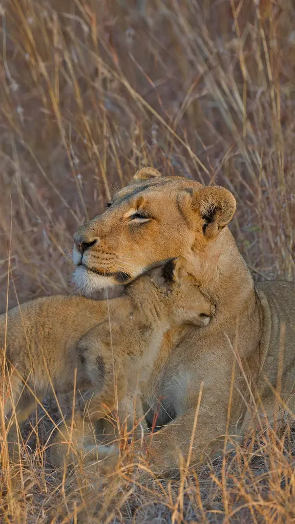 草丛中的母狮和它的幼崽，南非