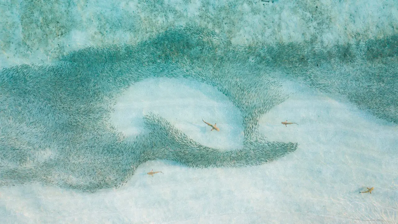 A shiver of sharks on the hunt