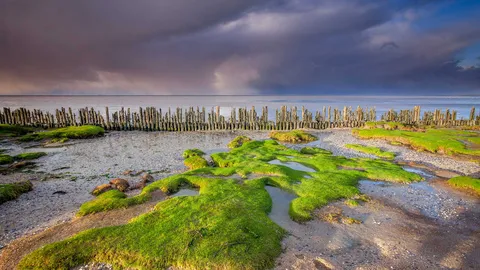 Mud, sea, and sky