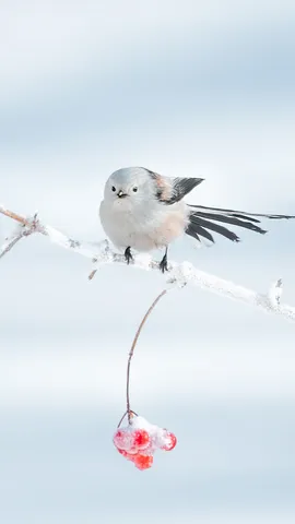 冬季里的呆萌小可爱